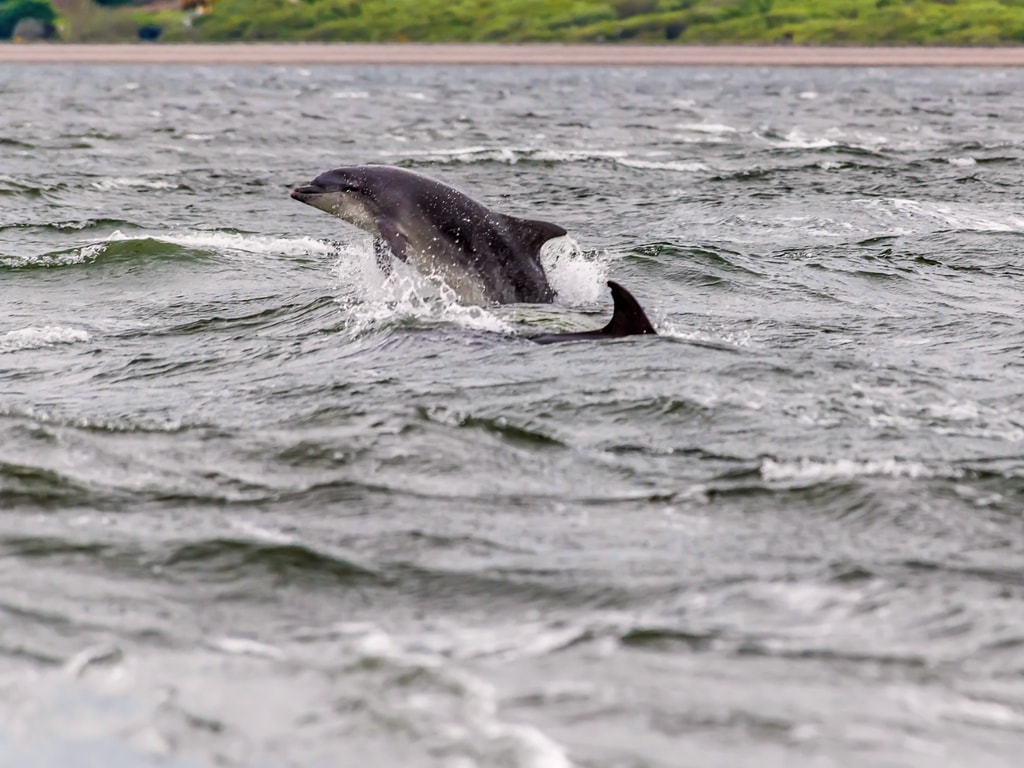 Scottish Dolphins