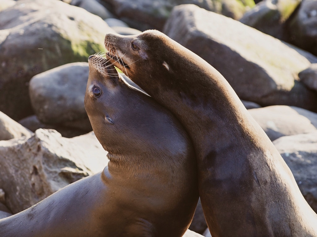 Seals on the Shoreline