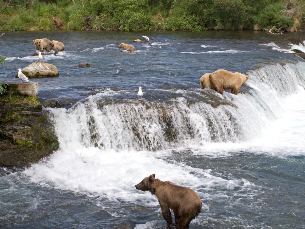 Bears Fishing for Salmon in Katmai National Park in Alaska