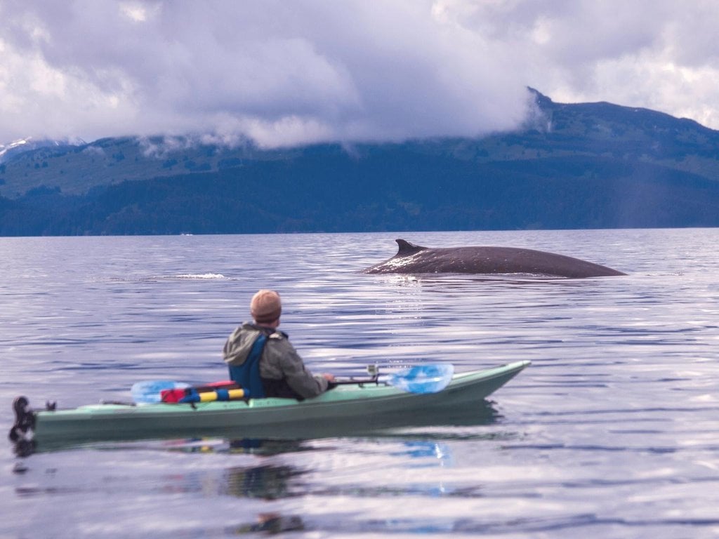 Watching whales on a kaykak in Kodiak island, Alaska