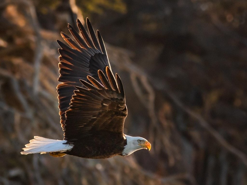 A bald eagle in Alaska