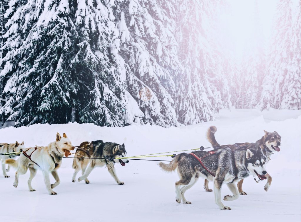 Alaskan sled dogs in winter