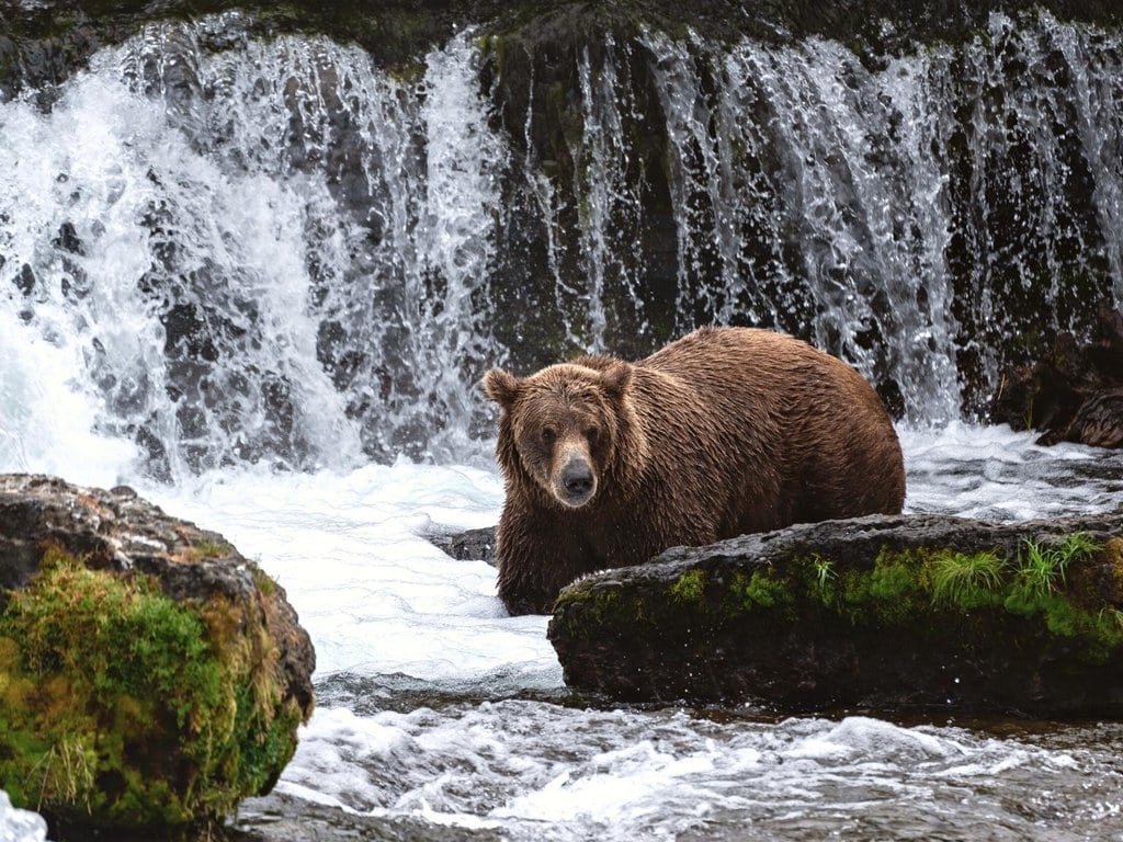 19-best-things-to-do-in-kodiak-2023-handpicked-by-a-local