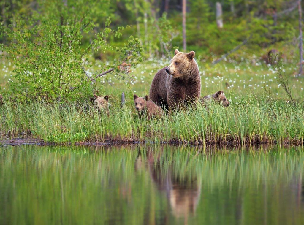 Grizzly bears by a river