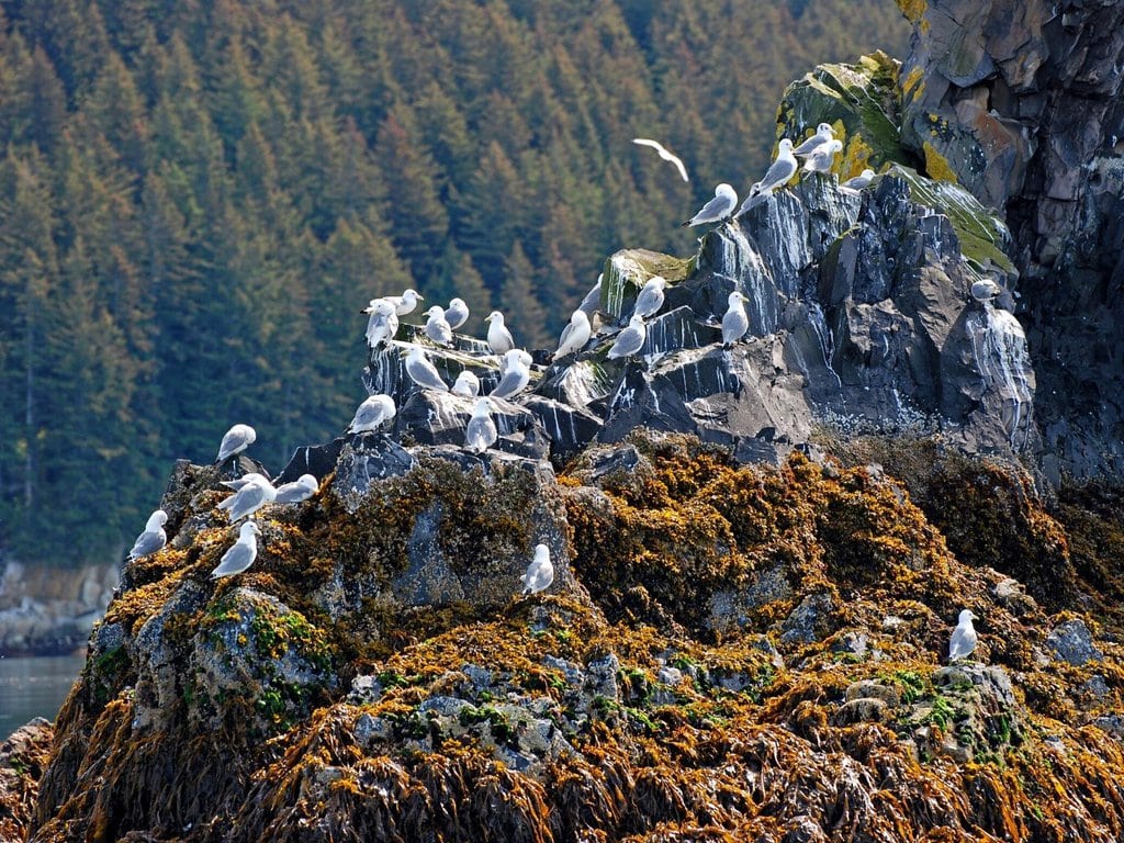 Seagulls perched on a coastal rock