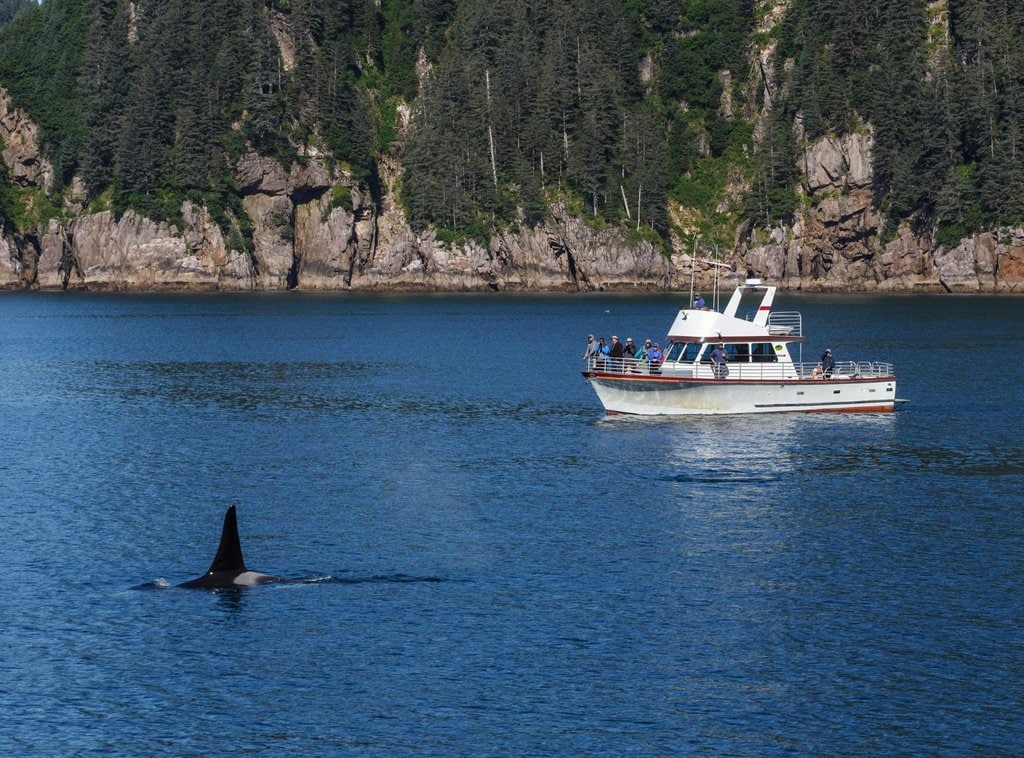 Whale watching from aboard a private boat