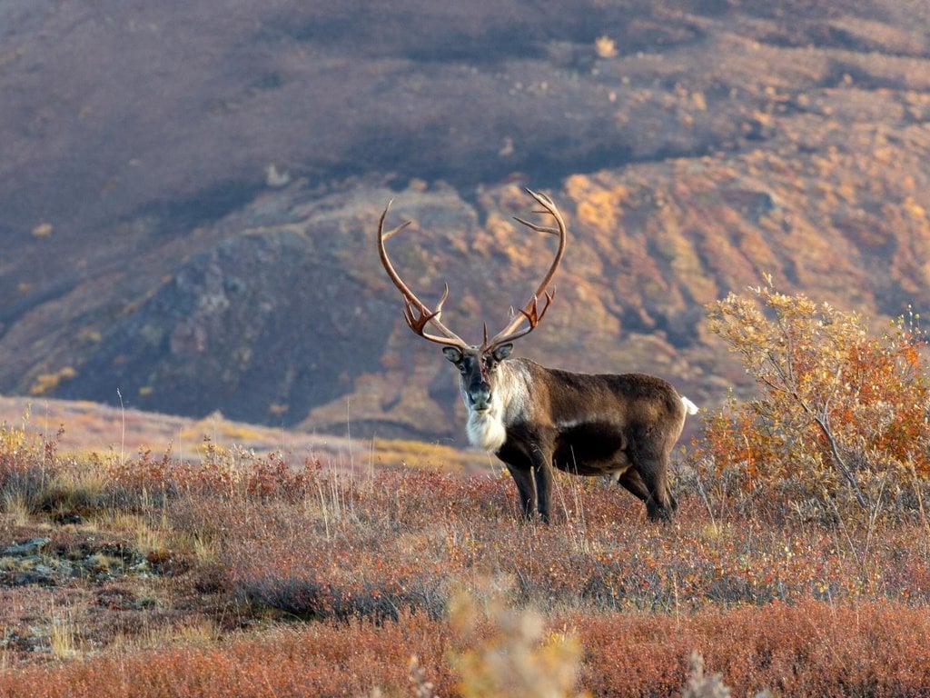 A caribou in Alaska in autumn