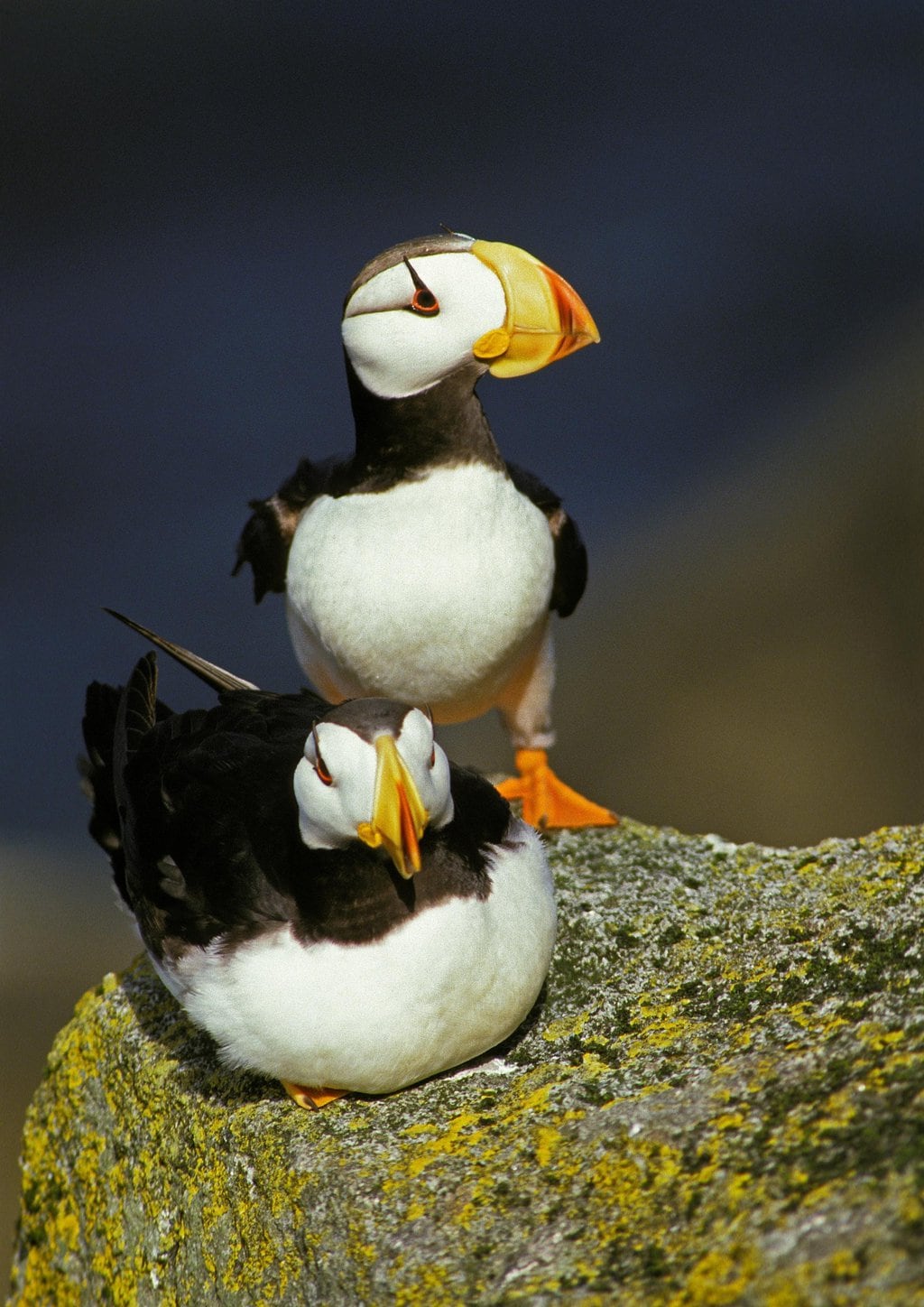 A pair of horned puffins