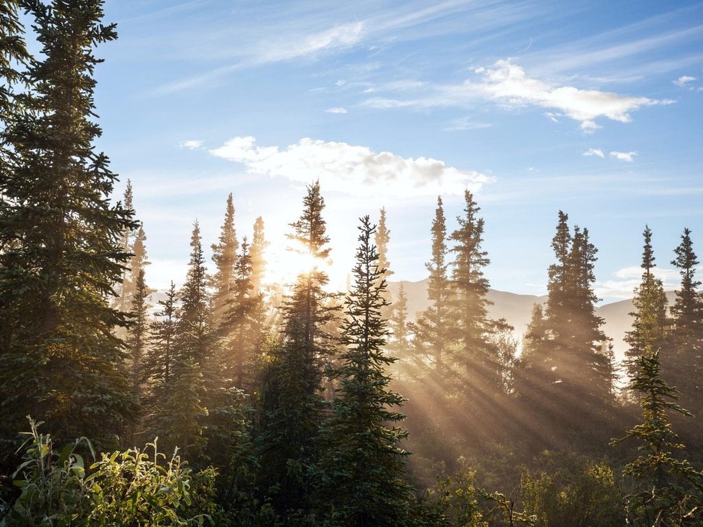 A sunny forest in Alaska