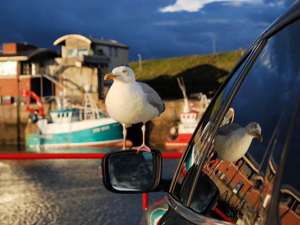 Road Trip from Edinburgh to Eyemouth with Seagull