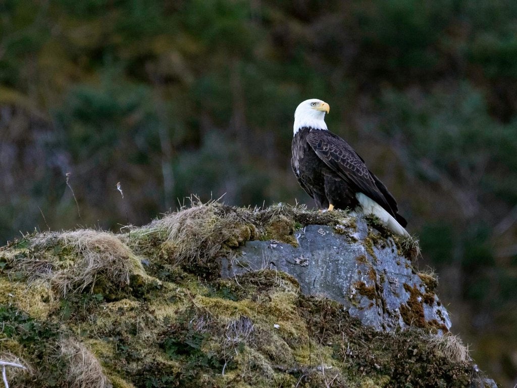 A bald eagle perched above Pony Cove in Kenai Fjords National Park, Alaska