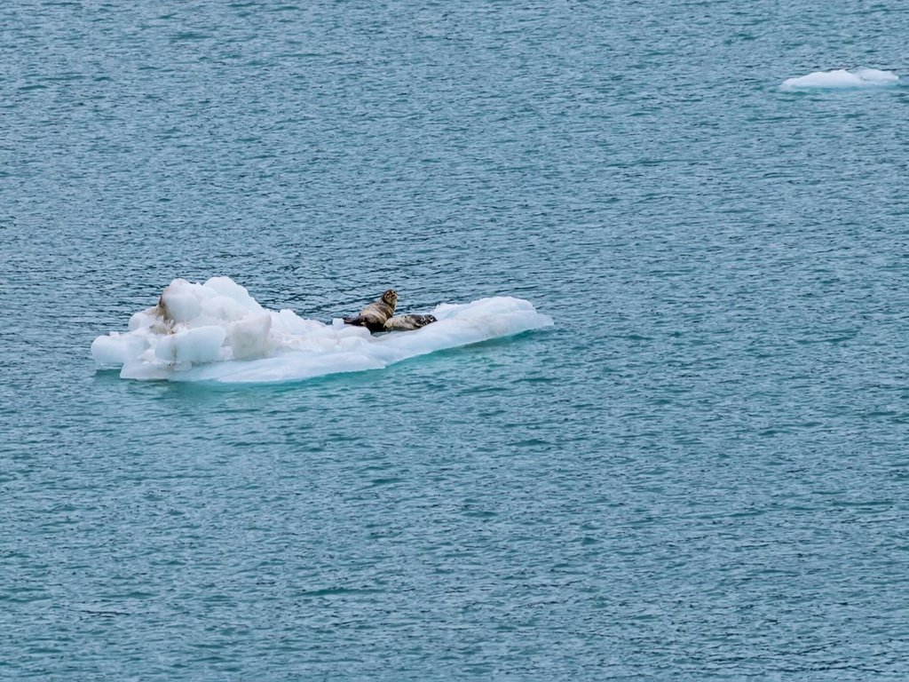 A sea lion floats along near the Margerie Glacier in Alaska