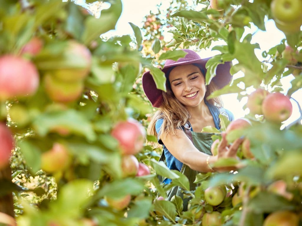 Apple Picking in Arizona