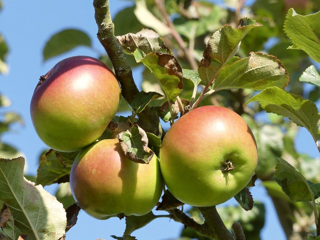 Apples on Tree Branches