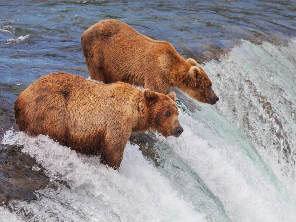 Brown grizzly bears in Alaska