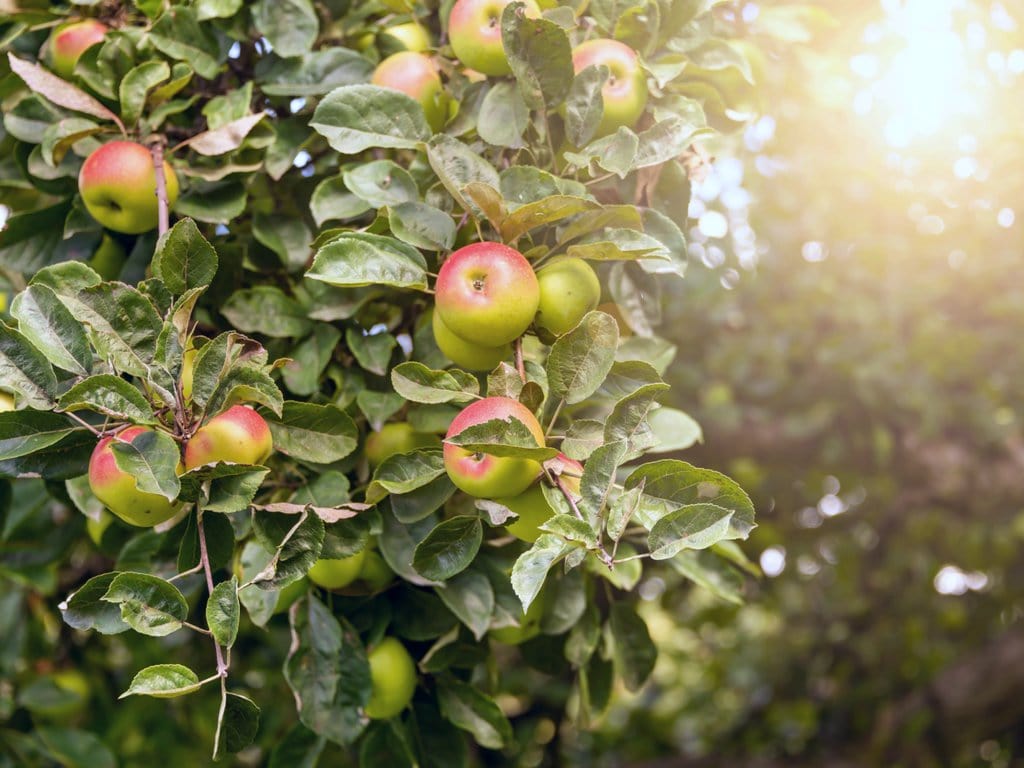 Fresh Ripe Apples