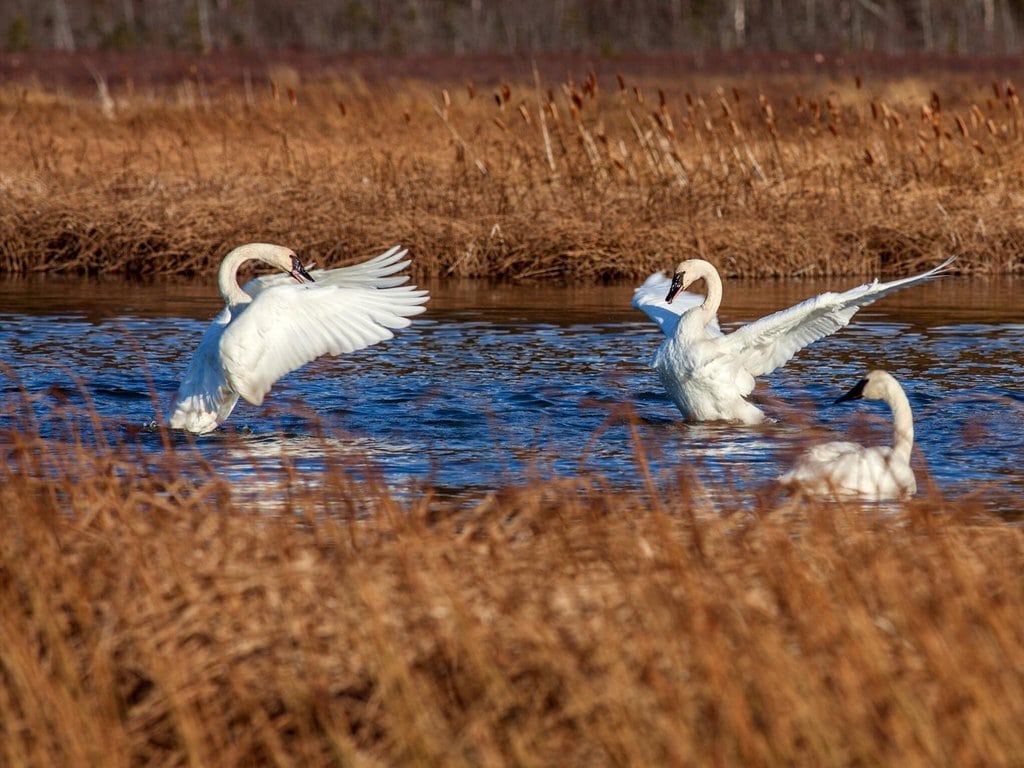 Swans at the Potter Marsh Bird Sanctuary in Anchorage, Alaska