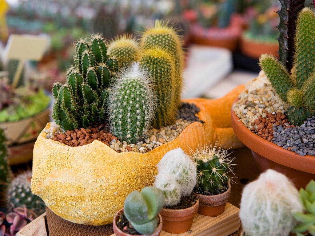 A flower pot filled with different varieties of cactus