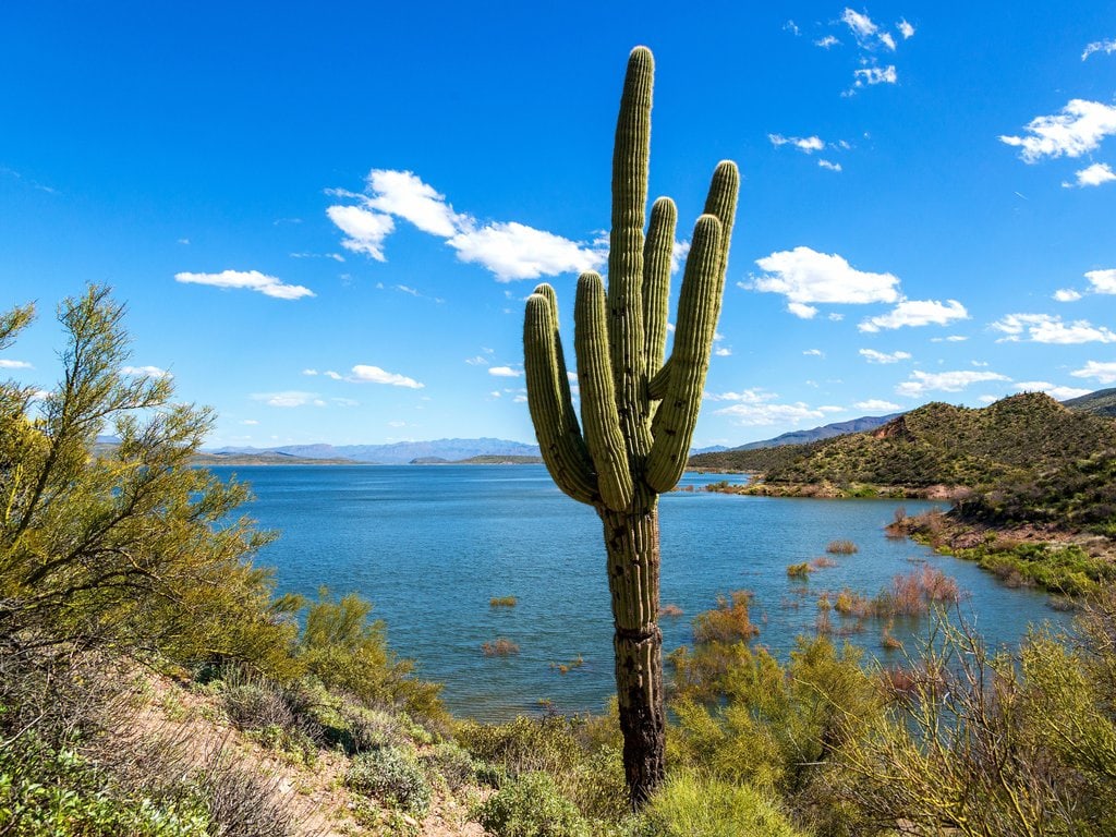 A saguaro cactus in the Arizona Desert