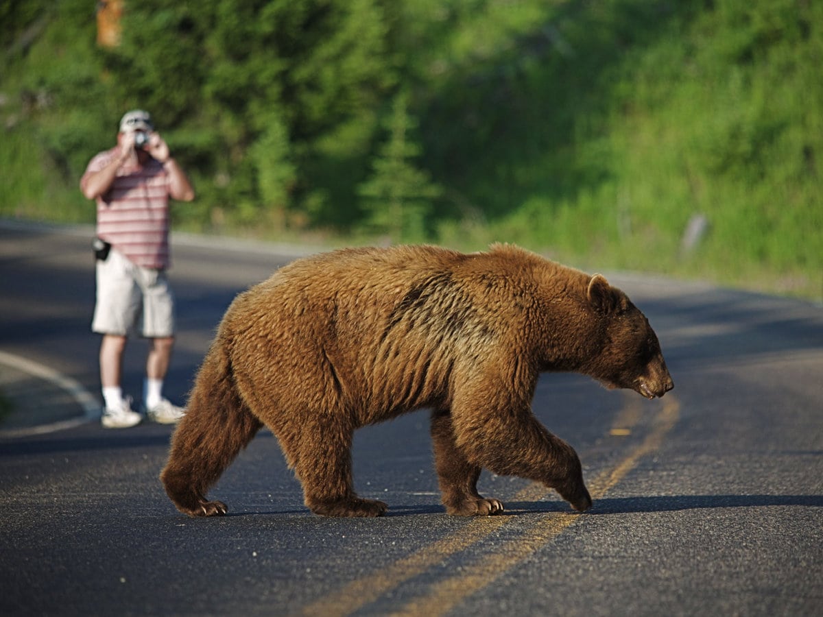 A black bear crosses a road at Yellowstone National Park in Montana