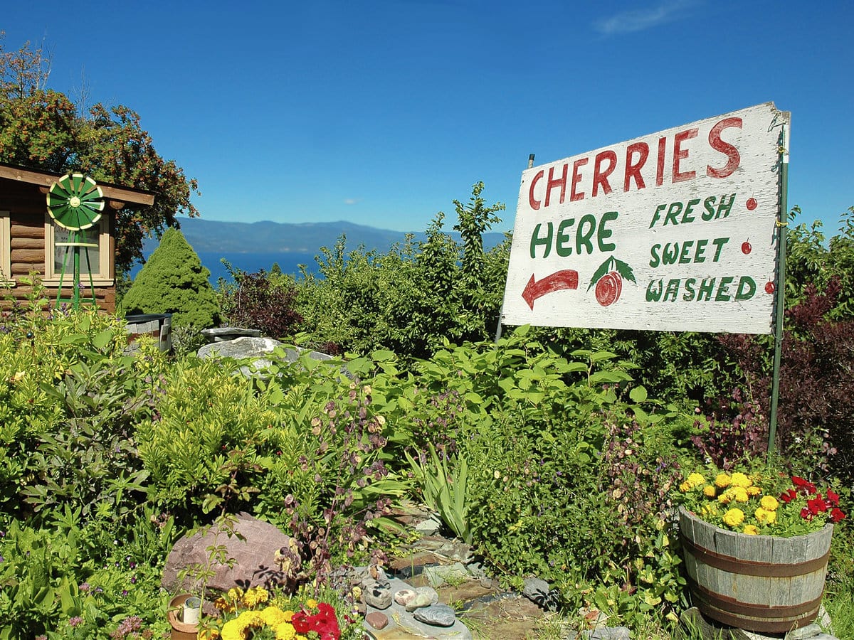 A cherry orchard with Flathead Lake in the background in Bigfork, Montana