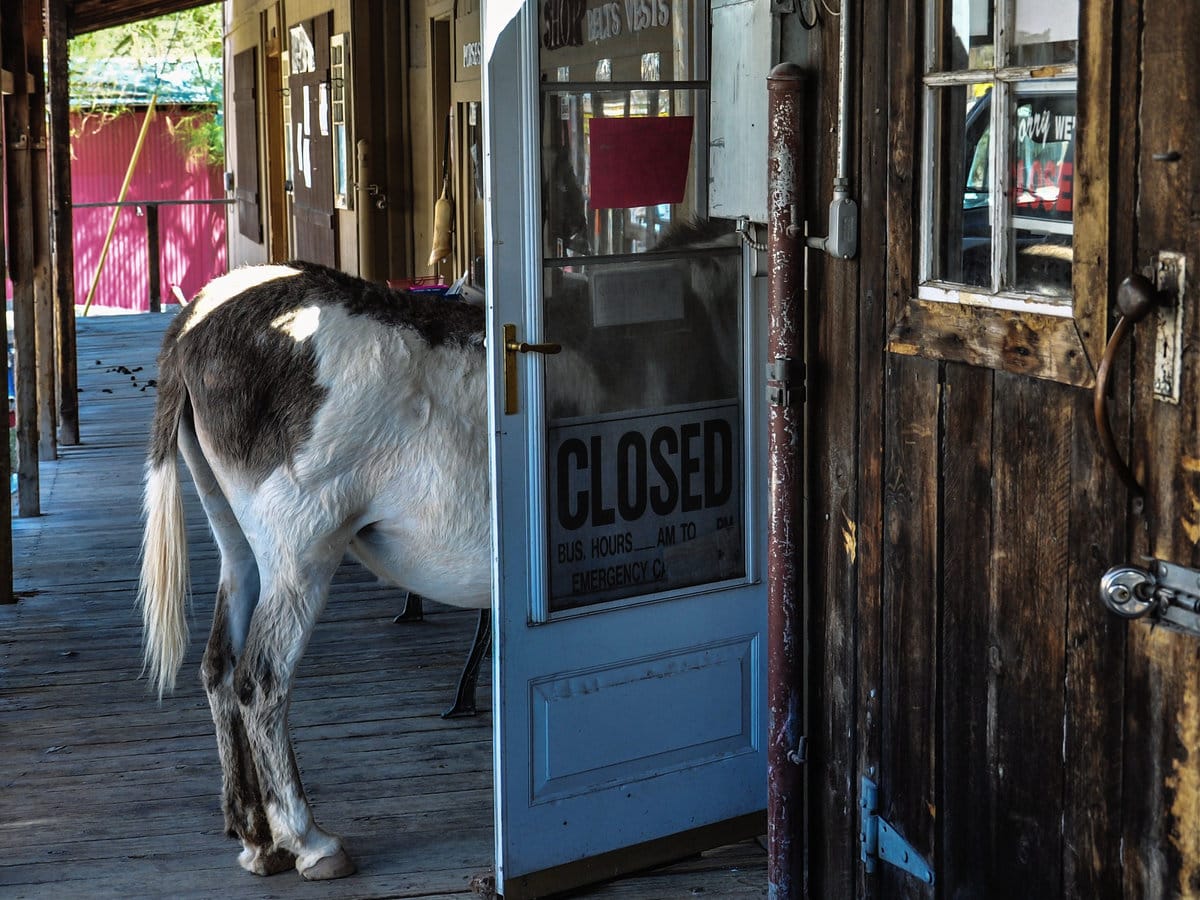 A donkey in front of a shop door on Route 66 in Oatman, Arizona