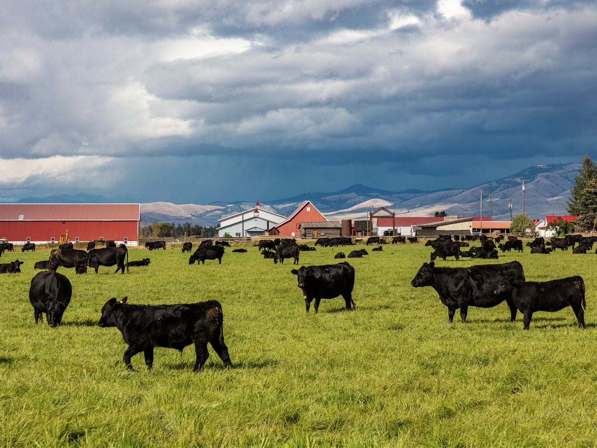 Black angus cattle in Stevensville, Montana
