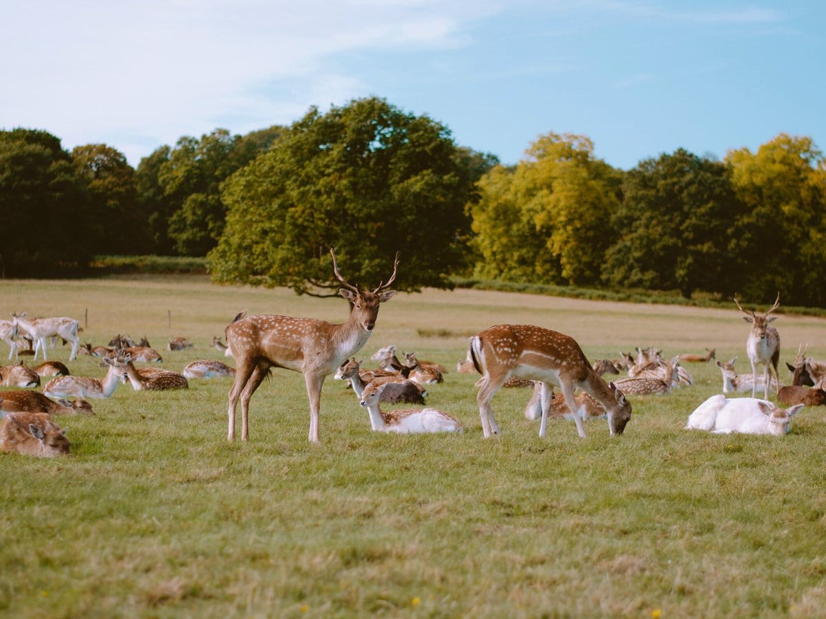 Deers at Richmond Park