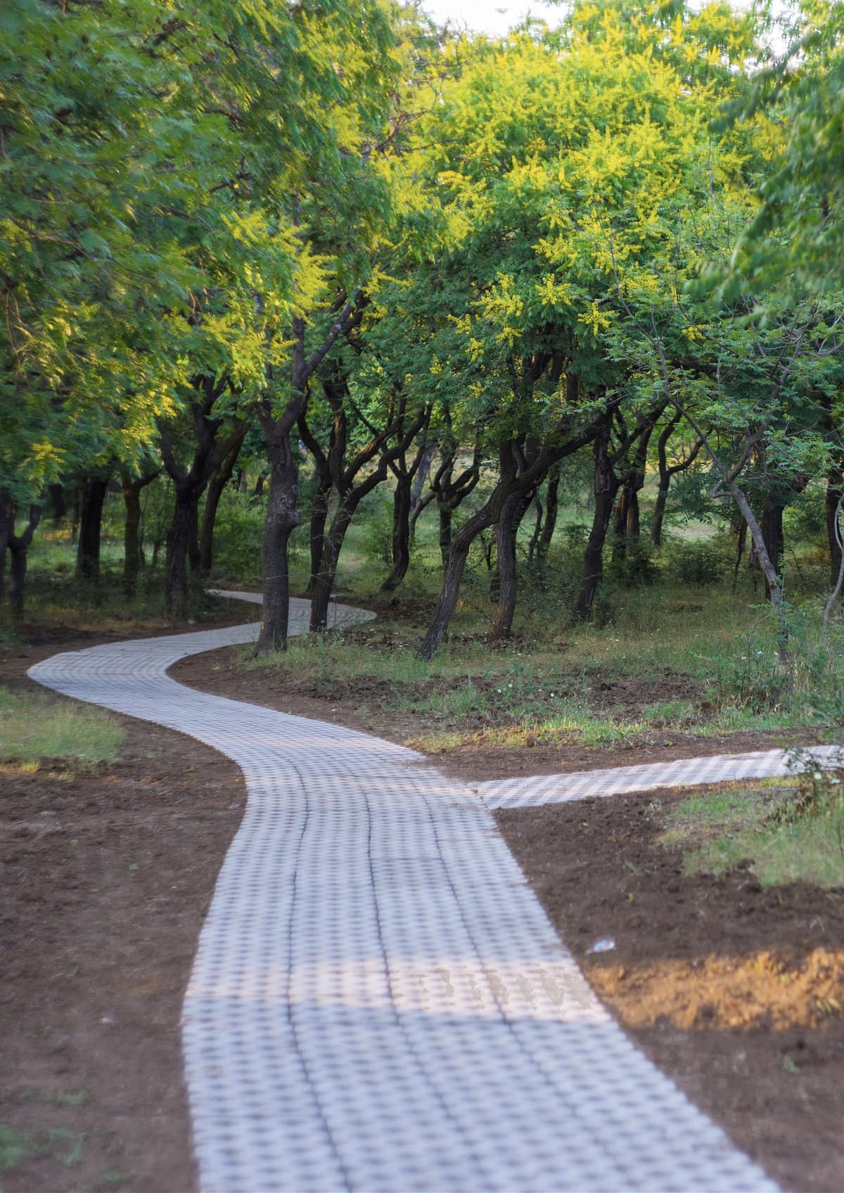 Paved Paths in Lisi Park, Tbilisi