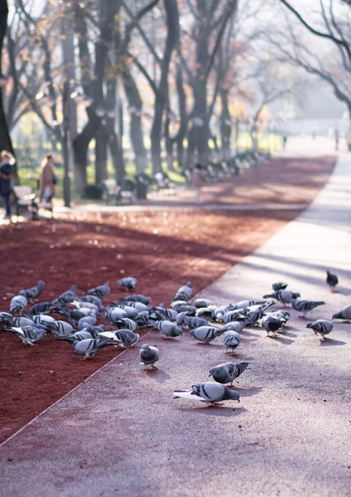 Pigeon Birds in Vake Park, Tbilisi