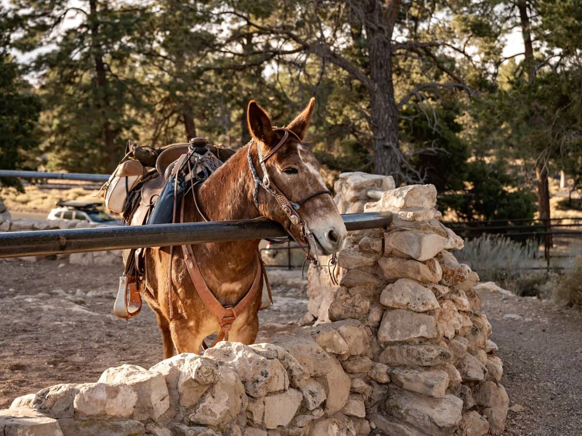 A mule enjoying warm morning light along the rim of the Grand Canyon