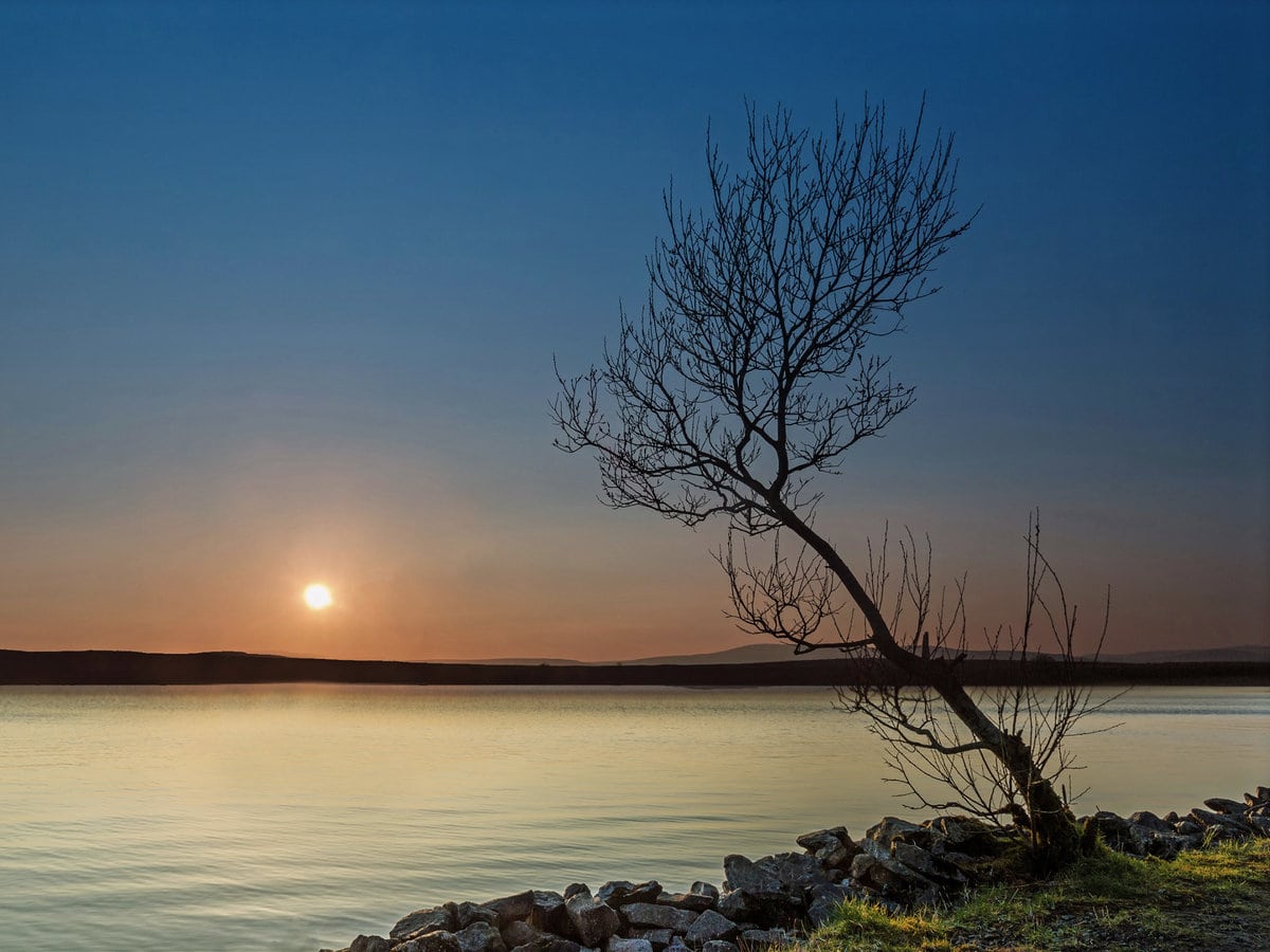 A tree in Lough Fea, Northern Ireland