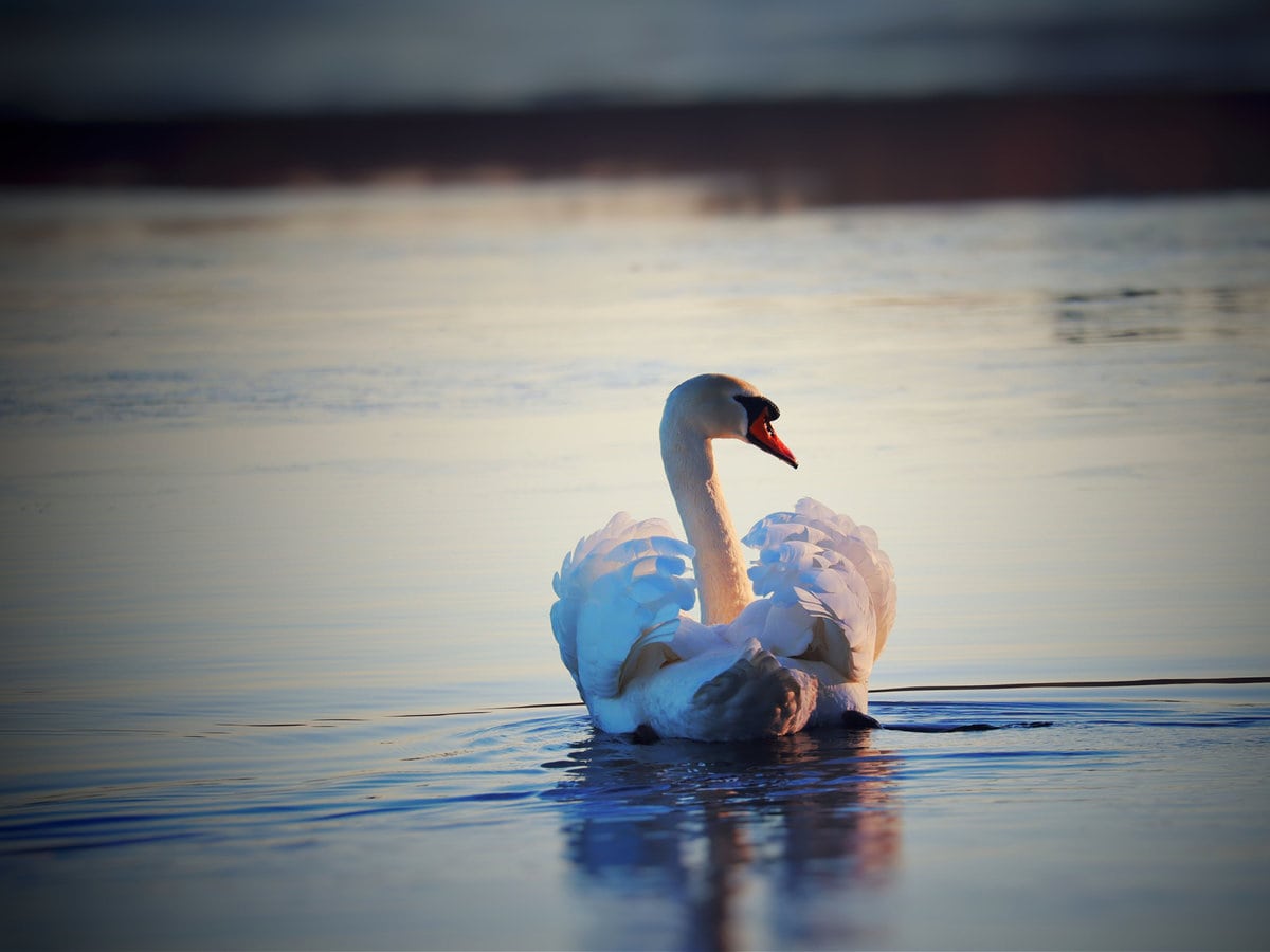 A winter swan on Lough Neagh, Northern Ireland