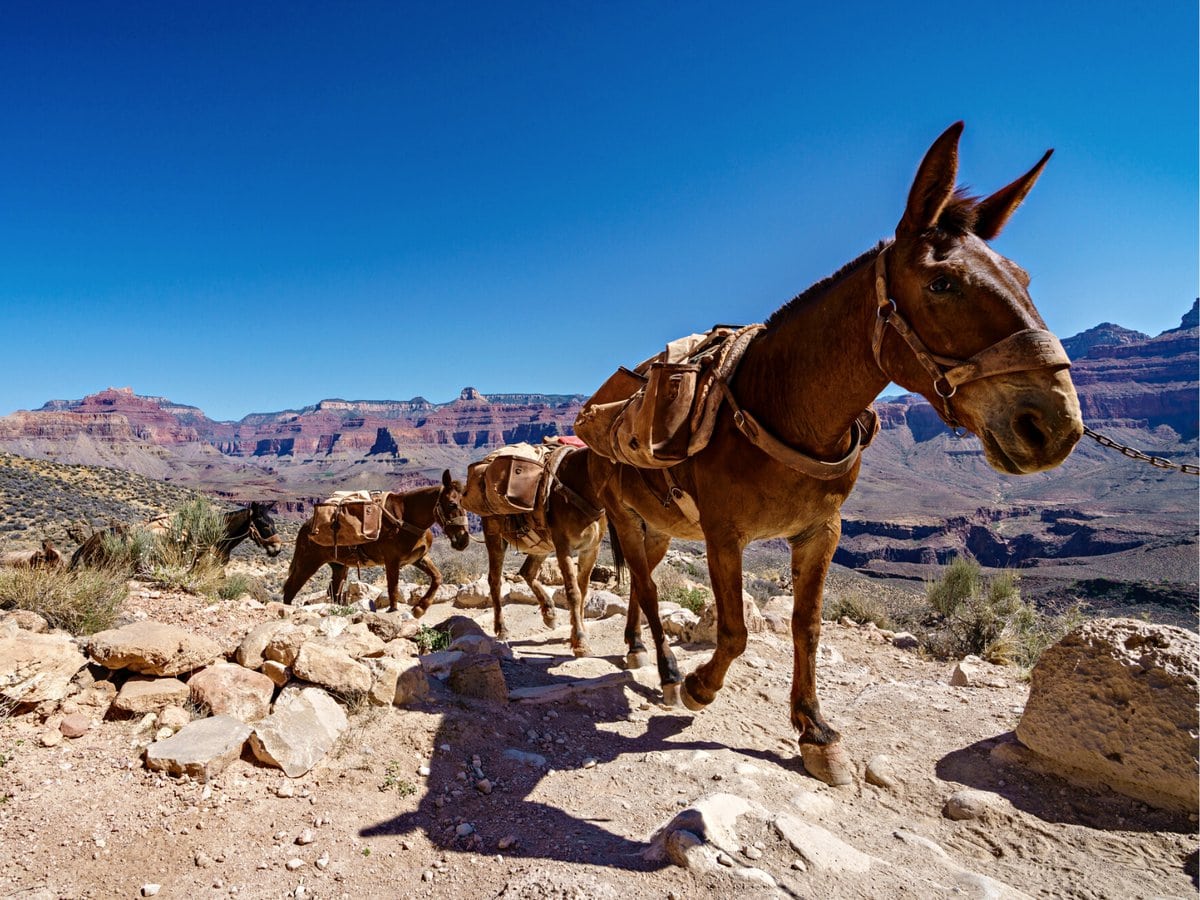 Mules along the South Kaibab trail at the Grand Canyon National Park in Arizona