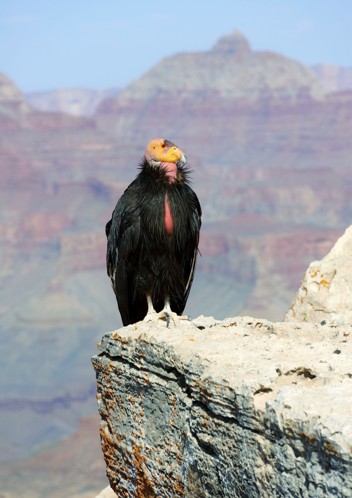 A California Condor at Grand Canyon National Park in Arizona