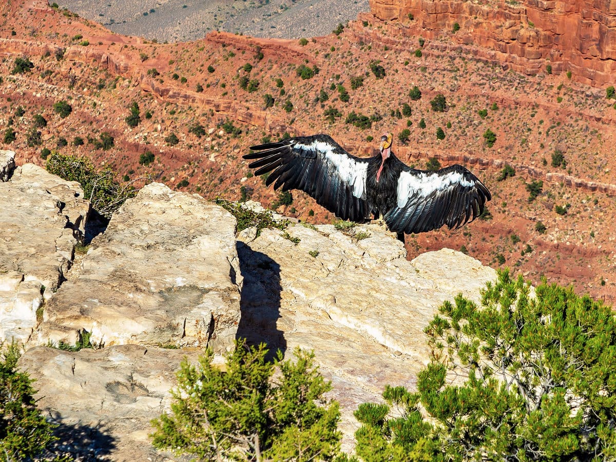 A California condor at Grand Canyon National Park in Arizona