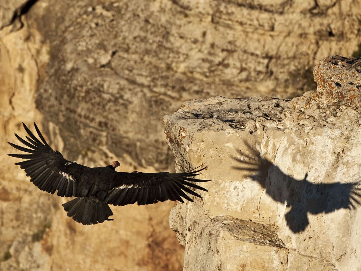 A California condor in flight