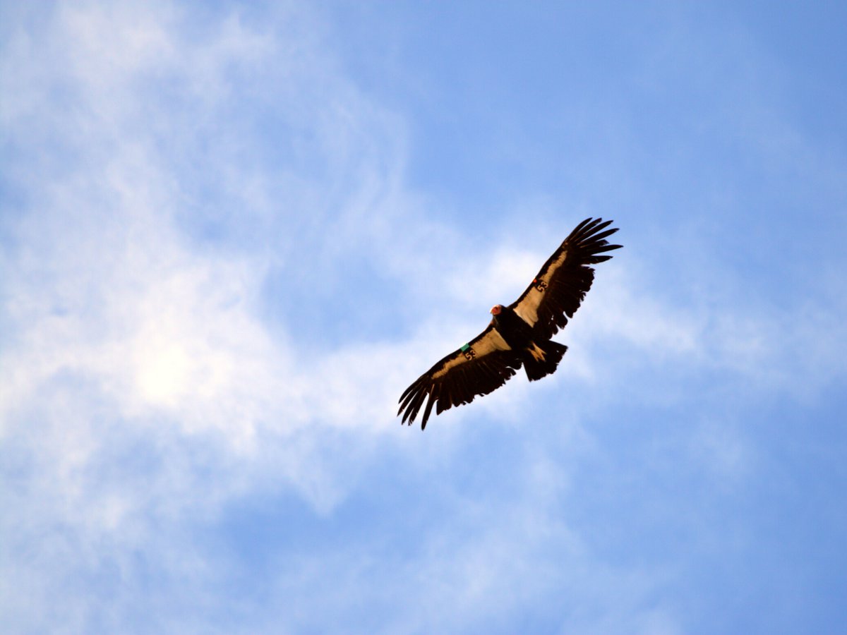A California condor in flight over the Grand Canyon in Arizona