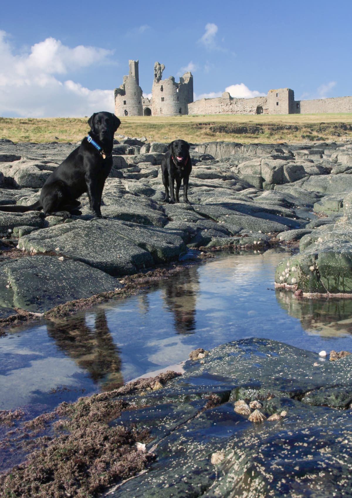 Ruined castle at Dunstanburgh