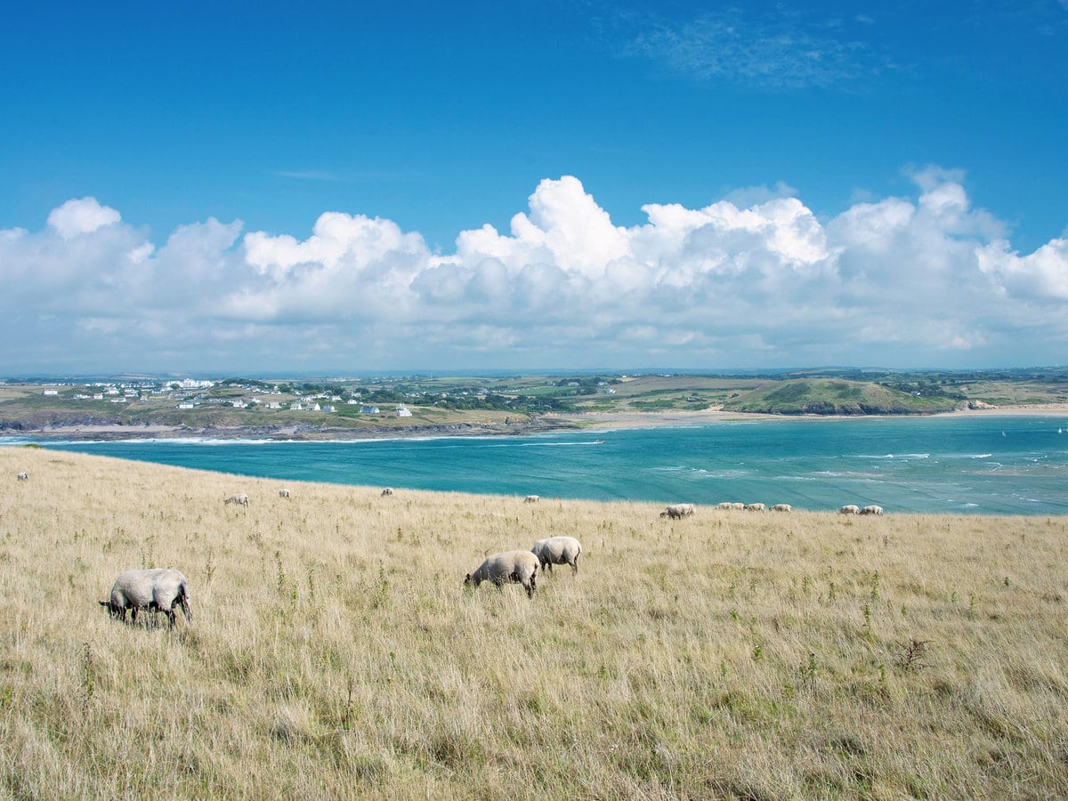 Sheep grazing on the hills above River Camel estuary