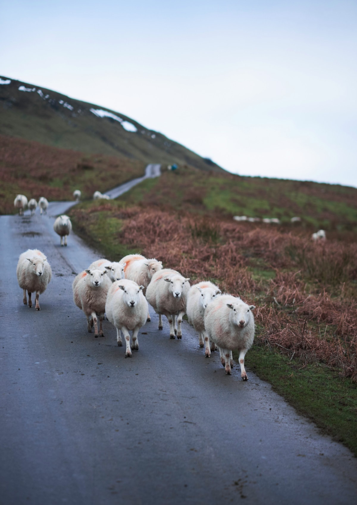 Sheep walk along a road in the Brecon Beacons