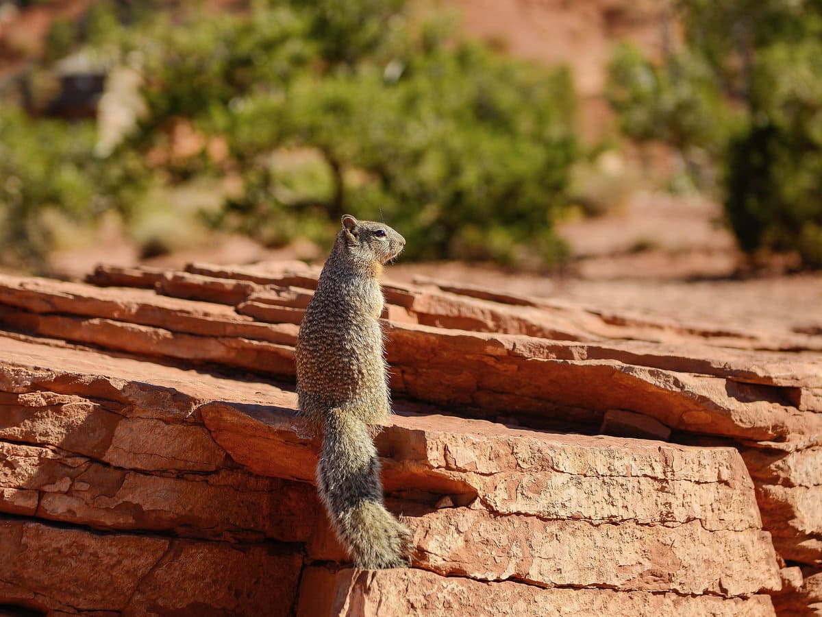 A Kaibab squirrel in the Grand Canyon
