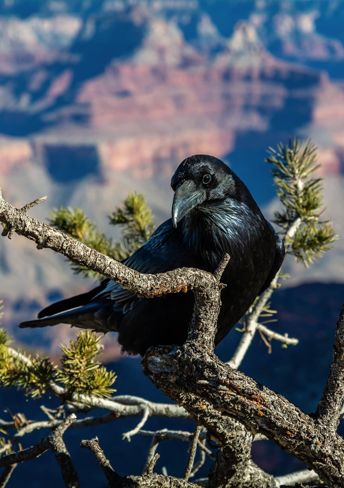 A raven at the Grand Canyon