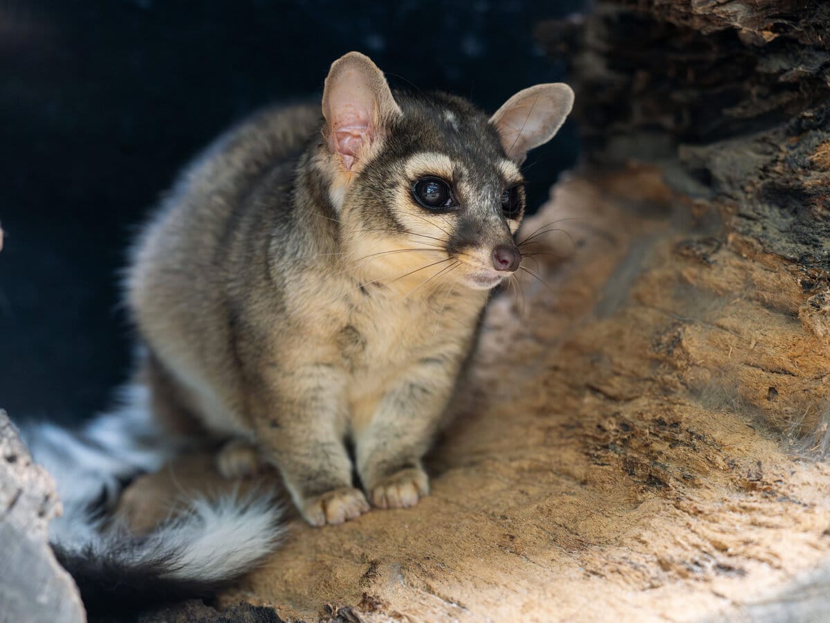 A ringtail cat