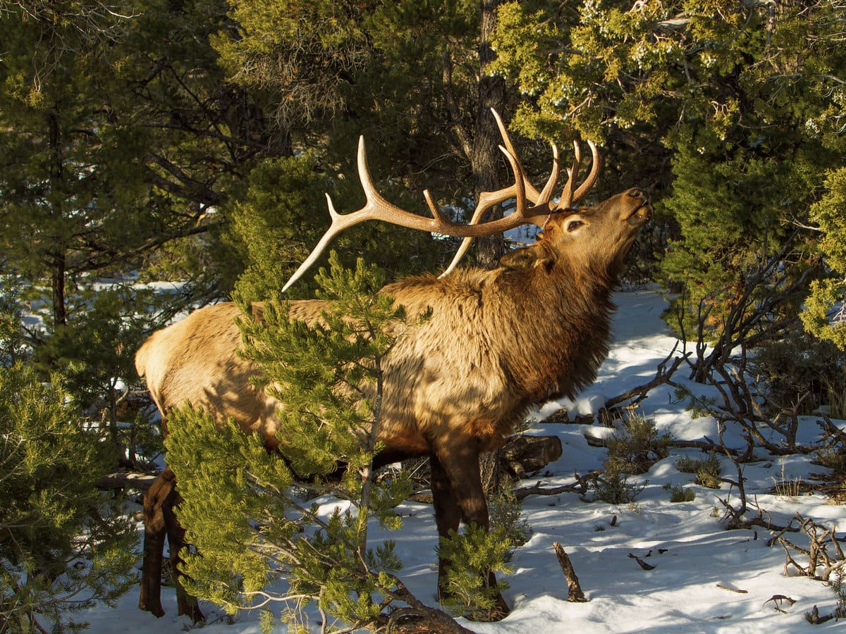 A Rocky Mountain bull elk on the South Rim of the Grand Canyon