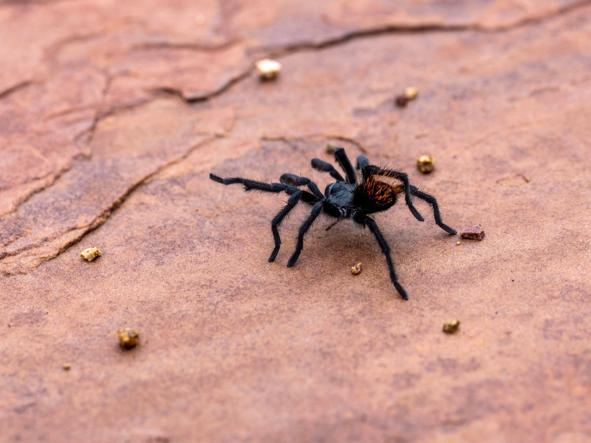 A tarantula in the Grand Canyon