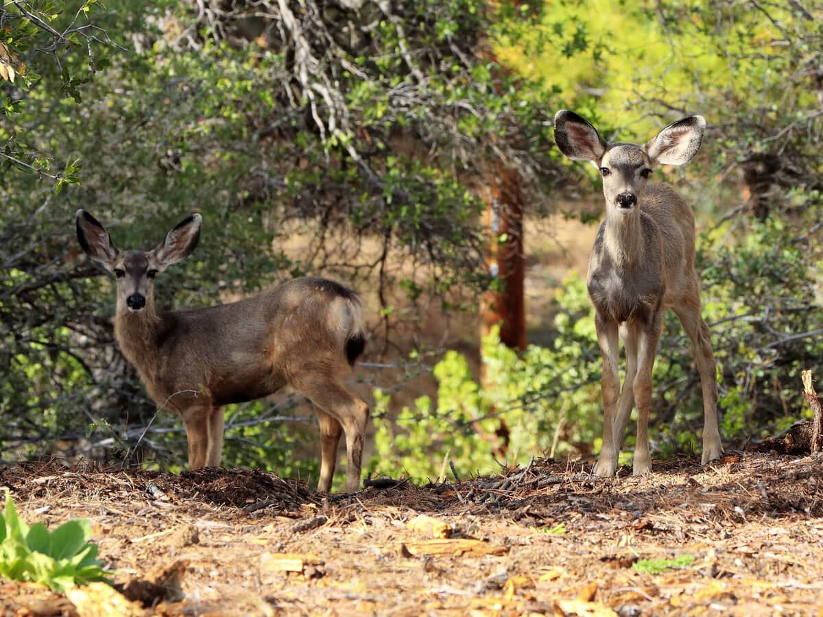 Mule deers in Arizona