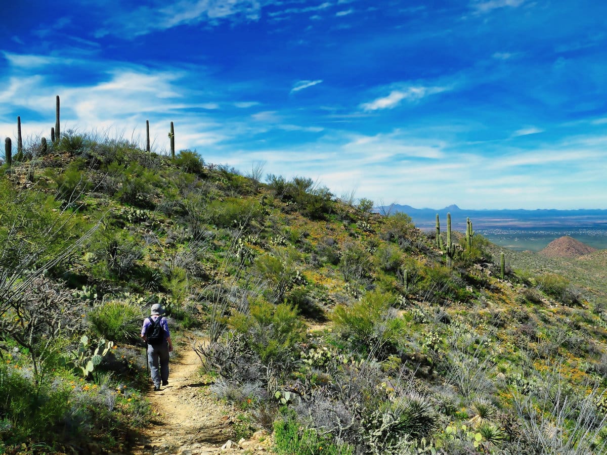 A hiker in the hills of the Sonoran desert at the west side of Saguaro National Park