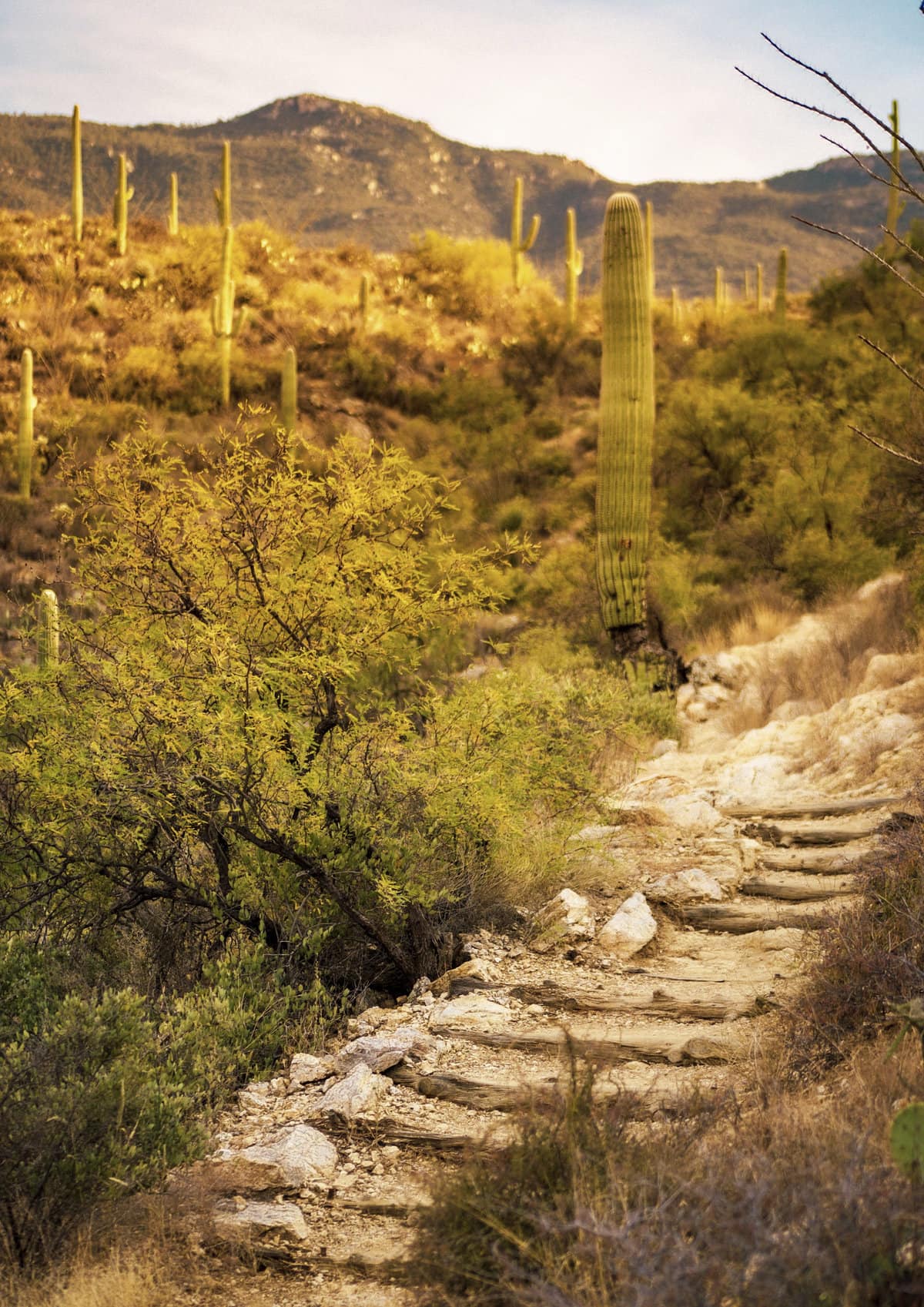 A hiking path in Saguaro National Park East in Tucson, Arizona