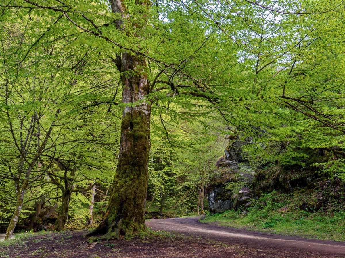 Borjomi-Kharagauli National Park in Georgia